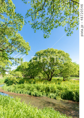 新緑　渡良瀬遊水地　春 48720546