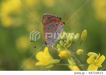 ベニシジミと菜の花 48720615