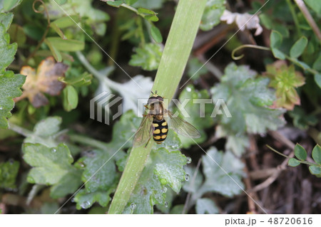 フタホシヒラタアブ 48720616