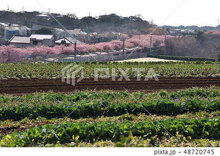 河津桜と畑 河津桜と畑 48720745