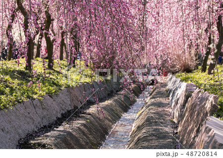 いなべ梅林公園 48720814