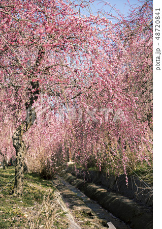 いなべ市農業公園 48720841