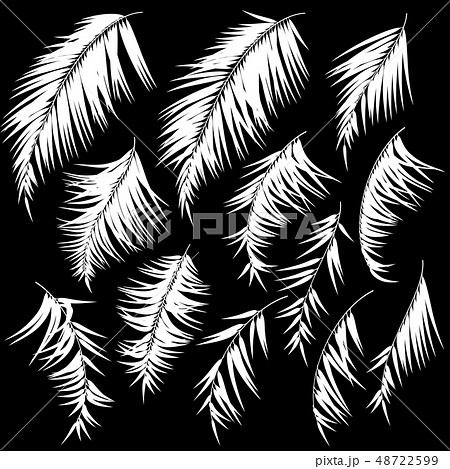 トロピカルリーフ 48722599