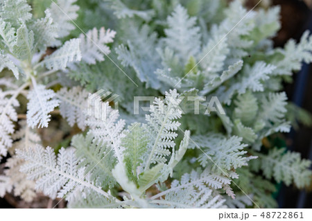 シロタエギク　シルバーレース 48722861