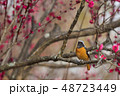 梅とジョウビタキ 48723449