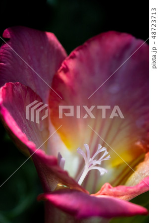 春の花 春の花 48723713