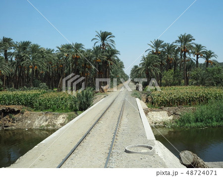 パーム畑と線路 パーム畑と線路 48724071
