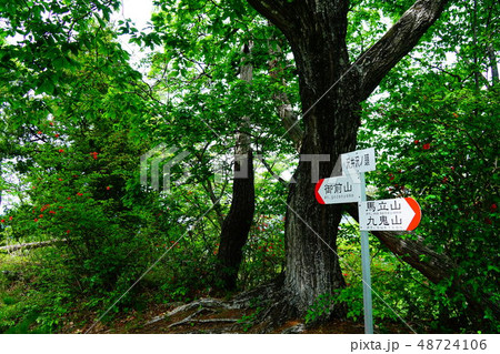 九鬼山　御前山　沢井沢の頭分岐 48724106