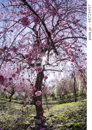 いなべ市農業公園 48724457