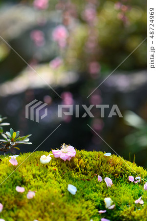 城南宮のしだれ梅 48724969