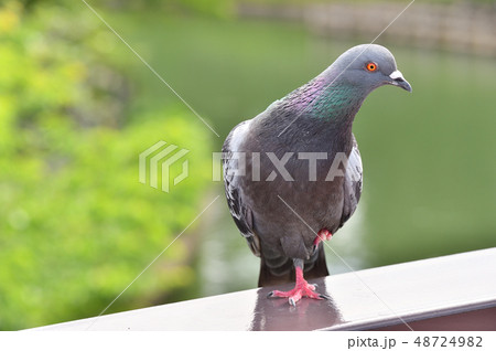 鳩 48724982