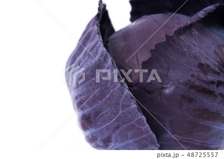 ムラサキキャベツ ムラサキキャベツ 48725557