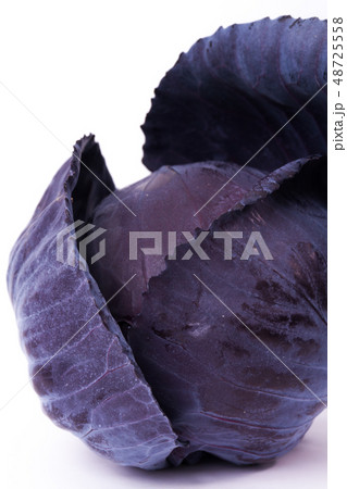 ムラサキキャベツ 48725558