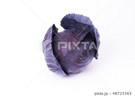 ムラサキキャベツ 48725563