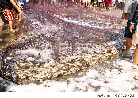 千葉県九十九里浜の地引網のアジの水揚げ 千葉県九十九里浜の地引網のアジの水揚げ 48725753