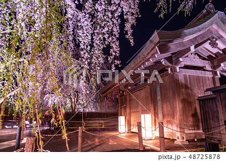 秋田県 仙北市 角館 しだれ桜のライトアップ 樺細工伝承館 秋田県 仙北市 角館 しだれ桜のライトアップ 樺細工伝承館 48725878