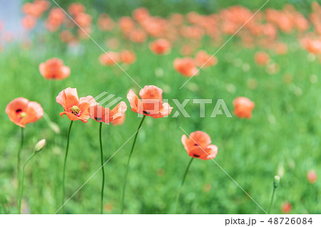 春　ポピー畑 48726084