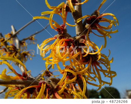 マンサク 48726266