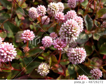 ヒメツルソバ 48726272