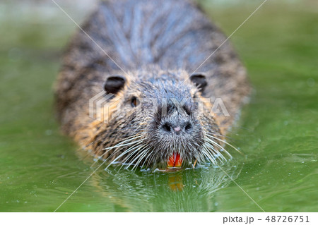 Muskrat (Ondatra zibethica) in spring lake 48726751
