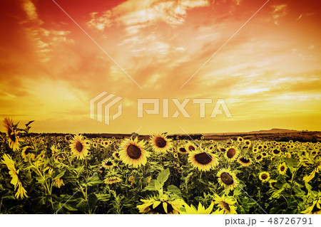 Vintage sunflower field Vintage sunflower field 48726791