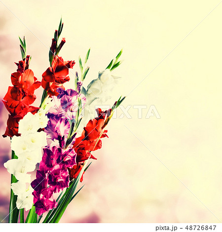 Vintage Gladiolus Flowers 48726847