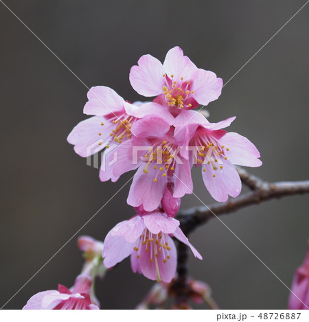 おかめ桜 48726887
