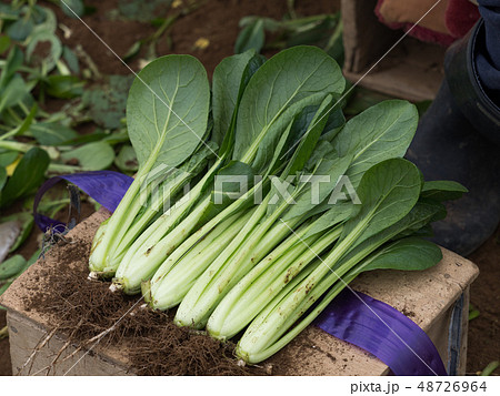 コマツナの出荷 48726964