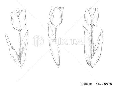 チューリップ 鉛筆画のイラスト素材