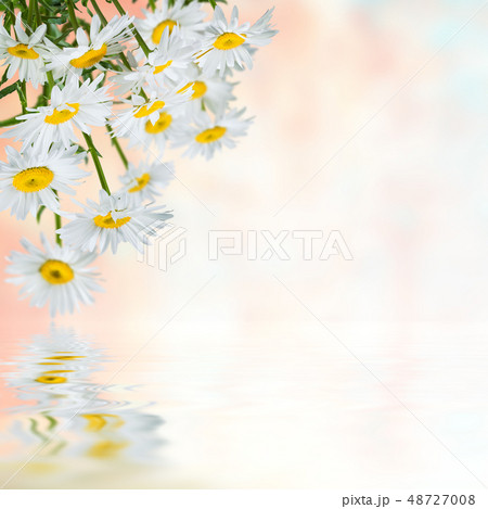 Floral background 48727008