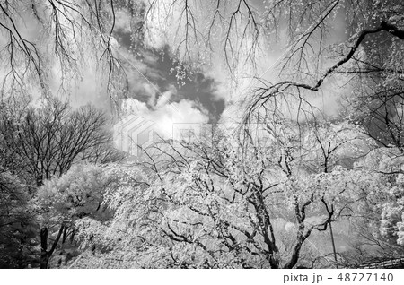 春のしだれ桜 春のしだれ桜 48727140