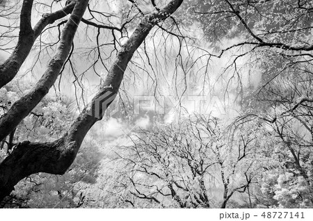 しだれ桜 しだれ桜 48727141