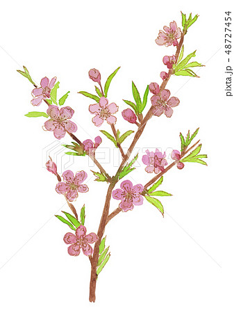 Prunus persica 桃の花 Prunus persica 桃の花 48727454
