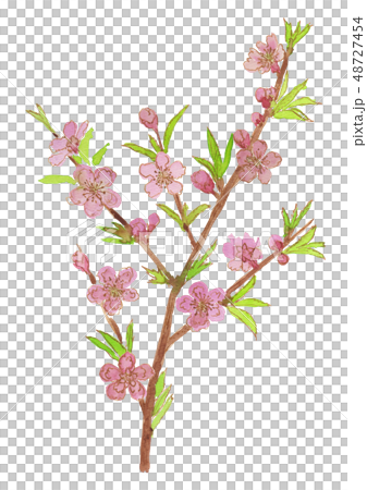 Prunus persica 桃の花 Prunus persica 桃の花 48727454