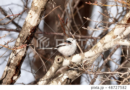 里塚のシマエナガ 里塚のシマエナガ 48727582