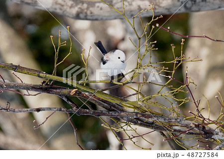 里塚のシマエナガ 48727584