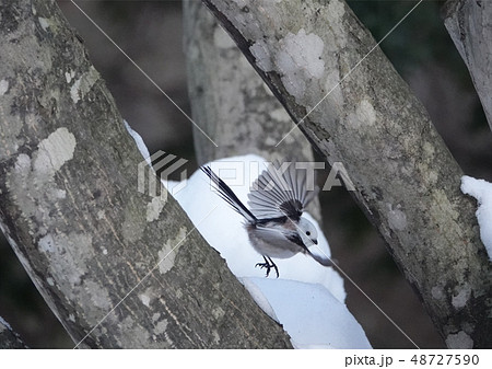 里塚のシマエナガ 48727590