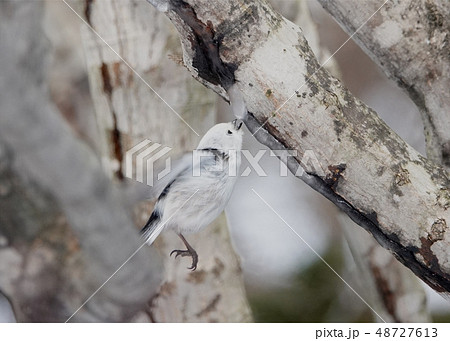 里塚のシマエナガ 里塚のシマエナガ 48727613