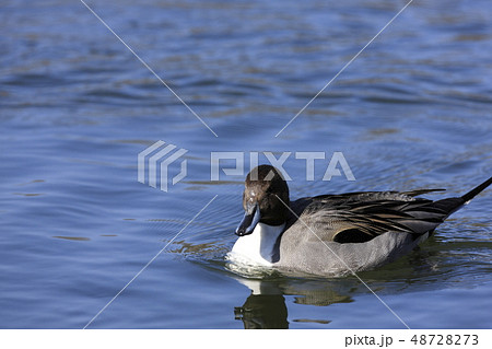 オナガガモ オナガガモ 48728273