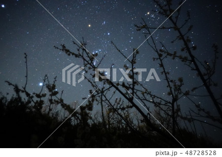 梅と星 梅と星 48728528