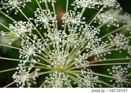 シシウドの花 48728567