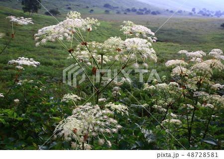 シシウドの花 48728581