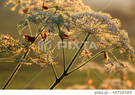 シシウドの花の写真素材