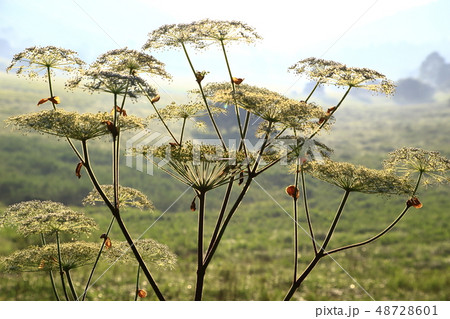 シシウドの花 48728601