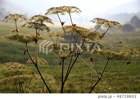 シシウドの花 48728603