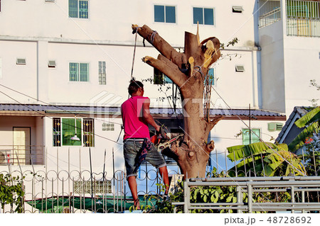 Cutting a large tree with electric wood sawing 48728692