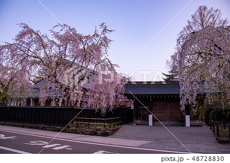 秋田県 仙北市 角館のしだれ桜 樺細工伝承館の門 秋田県 仙北市 角館のしだれ桜 樺細工伝承館の門 48728830