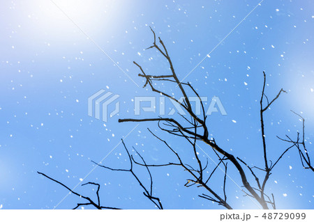 Silhouette death branch with blue sky. 48729099