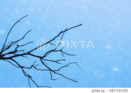 Silhouette death branch with blue sky. Silhouette death branch with blue sky. 48729100