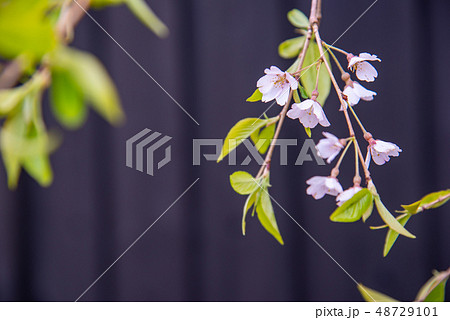 秋田県 仙北市 角館のしだれ桜 黒塀 秋田県 仙北市 角館のしだれ桜 黒塀 48729101